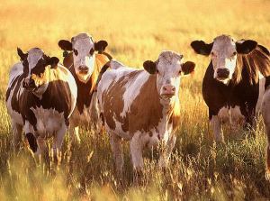 cattle U.S.